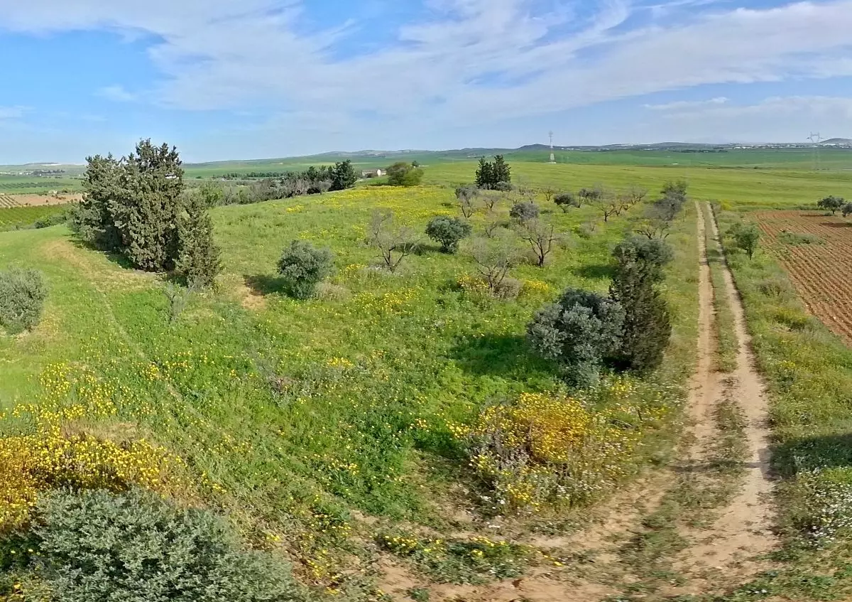 Terrain a Mornaguia